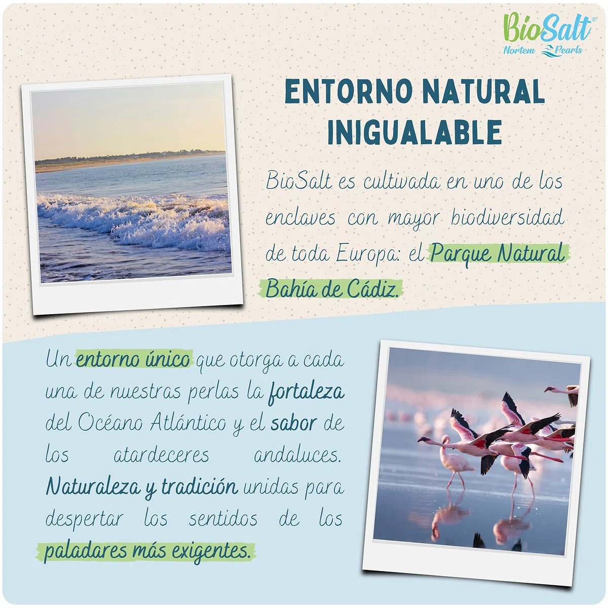 BioSalt Sal Marina Virgen Ecológica 2 x 650 g Extra Gruesa Sal de Cádiz 100% Natural Sin Refinar y Rica en Minerales + Sal Gourmet Cocina Saludable + eBook Exclusivo de Recetas Gourmet