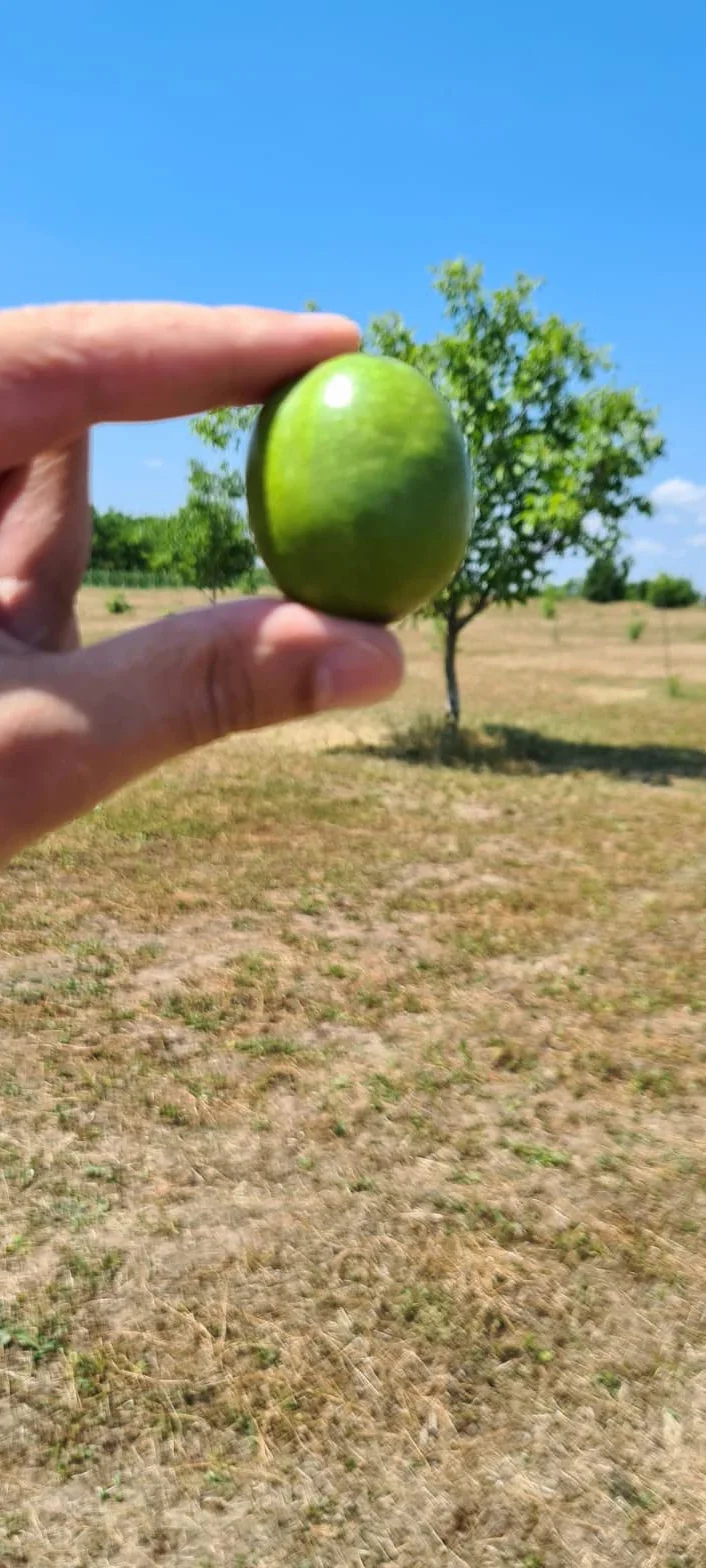 Harina de nueces, 500 g, fibra alimenticia de Hortus Verdi, sin gluten, harina de nueces, 100% natural, vegana, rica en proteínas